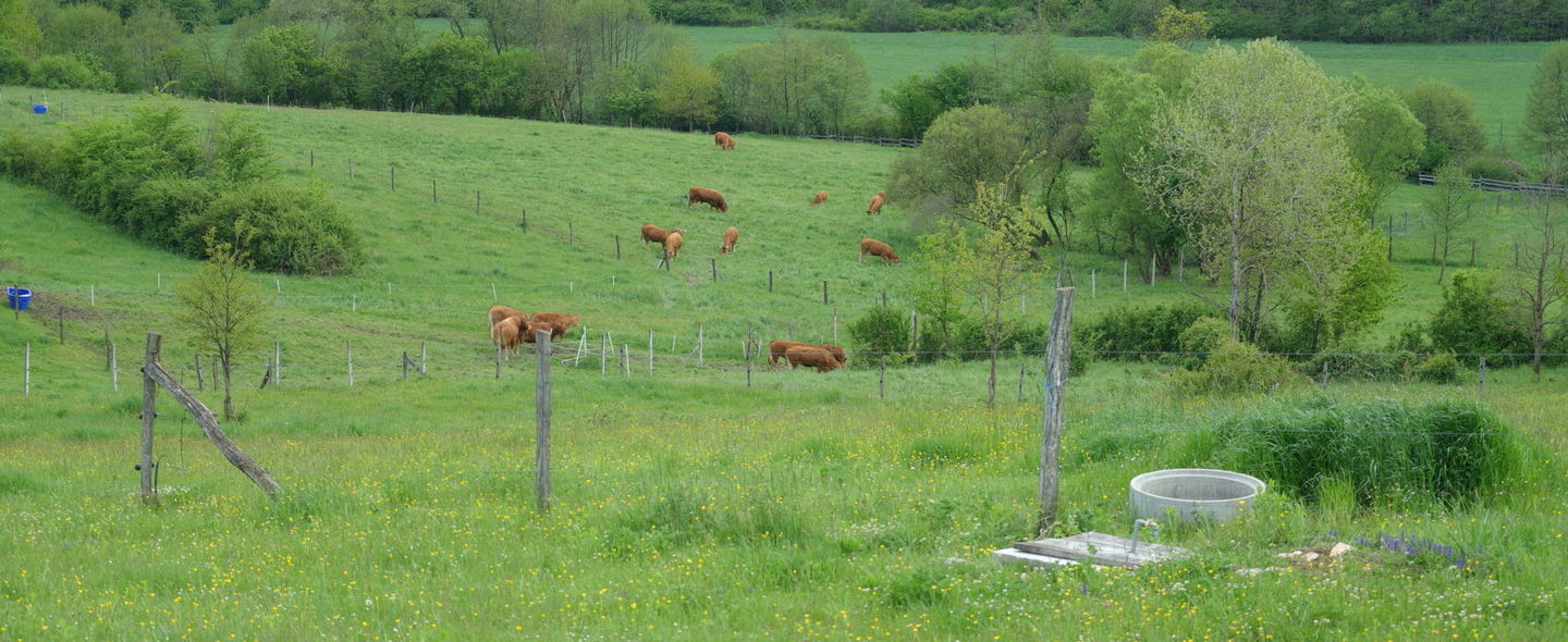 RURALNI RAZVOJ OPERACIJA 4.1.1. Restrukturiranje ...